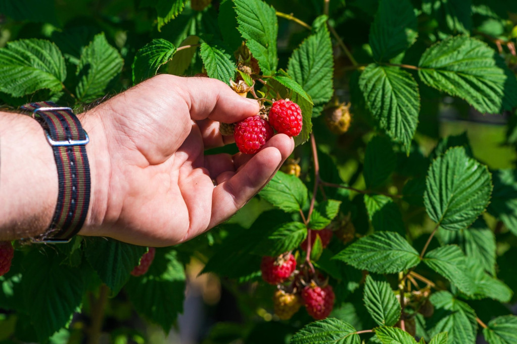 Crveno zlato pod zaštitom države: Hoće li i cena biti veća?